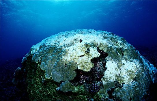 珊瑚,珊瑚礁