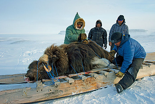 猎人,运输,杀死,麝牛,木质,雪撬,努纳武特,领土,加拿大,北美