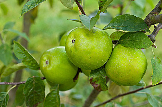 青苹果,澳洲青苹果