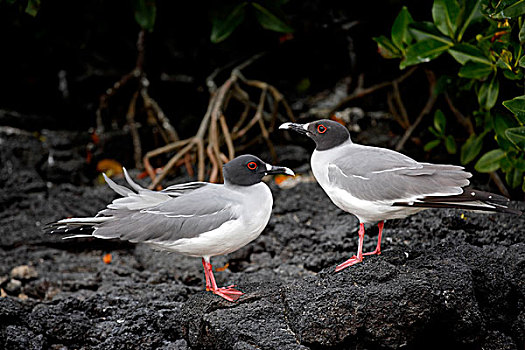 海鸥,成年,一对,站立,石头,加拉帕戈斯群岛