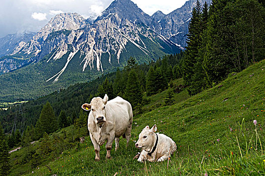 夏洛莱牛,母牛,幼兽,放牧,山,提洛尔,埃尔瓦尔德,奥地利,欧洲