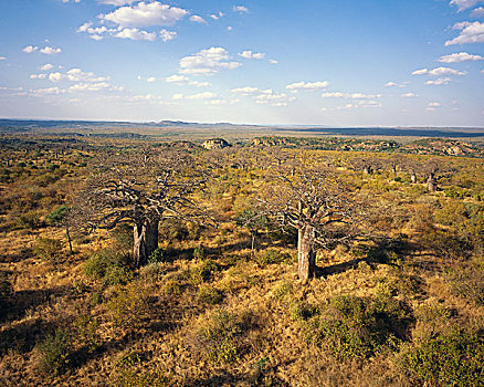 猴面包树,克鲁格国家公园,北方省,南非