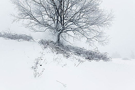 空,橡树,冬天,萨尔茨堡,奥地利