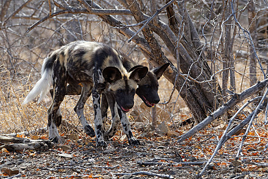 非洲野狗,非洲野犬属,两个,走,并排,干燥,地面,克鲁格国家公园,南非,非洲