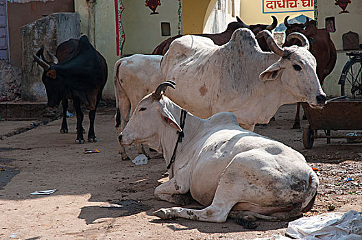 母牛,普什卡,拉贾斯坦邦,印度