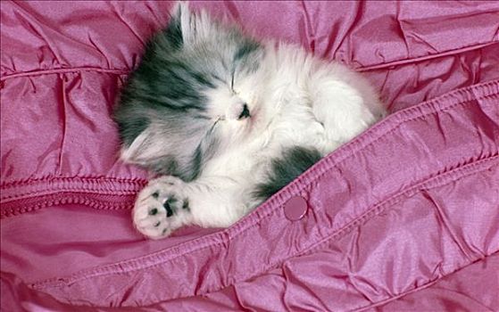 小猫,睡觉,粉色,被子