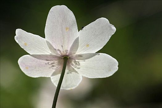 白头翁,银莲花属
