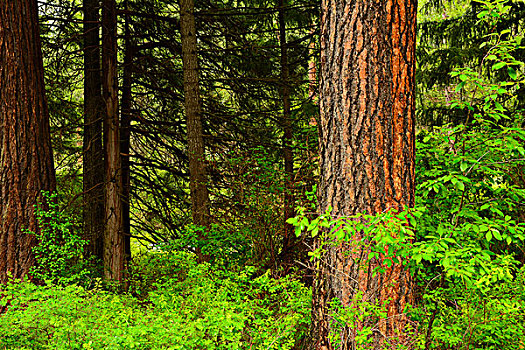 树林,场景,区域,俄勒冈,美国
