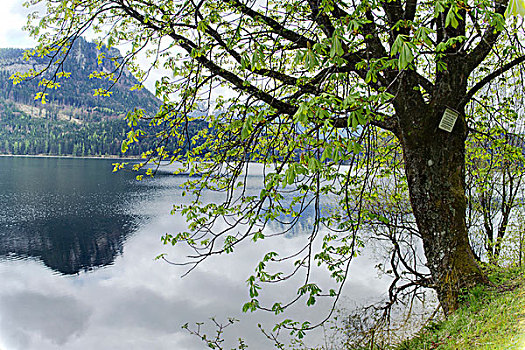 风景,欧洲七叶树,旁侧,湖,山,萨尔茨卡莫古特,施蒂里亚,奥地利