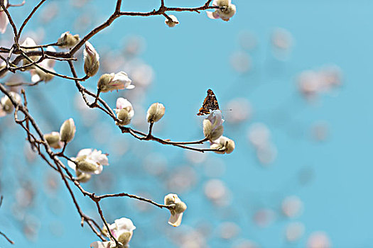 玉兰,蝴蝶,春天,蓝天,butterflyonbranchofmagnoliaflower