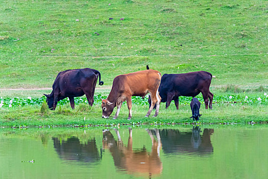 牛群在小河边吃草