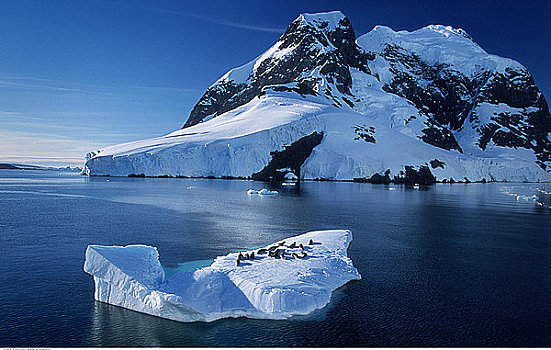食蝦海豹,冰河,南极