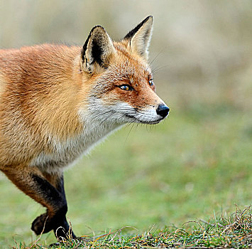 红狐,狐属,专注,北荷兰,荷兰