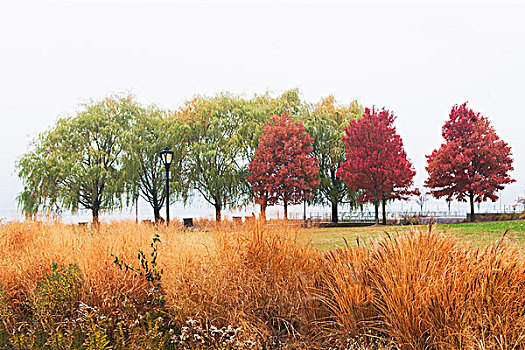 秋天,树,雾气,熊,岛屿,纽约,美国