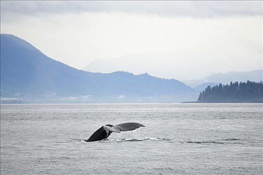 驼背鲸,大翅鲸属,鲸鱼,鲸尾叶突,阿拉斯加,美国