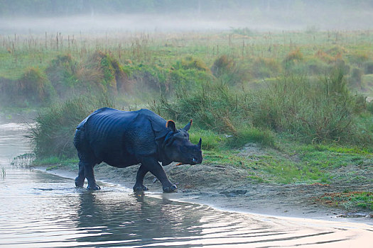 尼泊尔奇特旺国家公园的犀牛