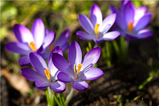 紫色,白色,春天,藏红花