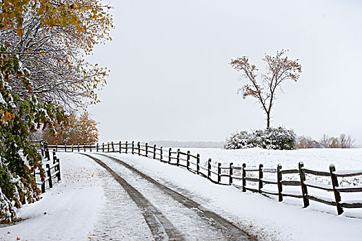 美国,佛蒙特州,积雪,道路,秋天,树