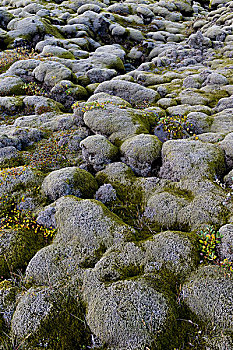 火山岩,石头,繁茂,苔藓,靠近,南方,区域,冰岛,欧洲