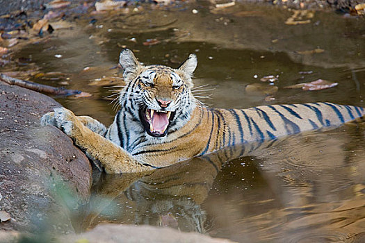 虎,躺下,水中,狰狞
