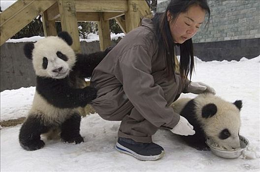 大熊猫,研究人员,卧龙自然保护区,中国