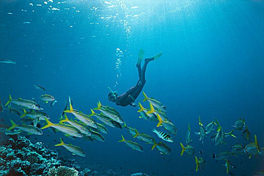 潜水者,女人,游泳,上方,彩色,珊瑚,礁石,黄色绯鲵鲣,马尔代夫,印度洋,亚洲
