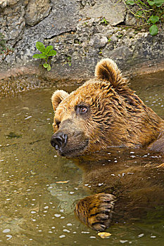 棕熊,沐浴,湖