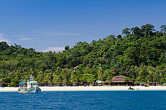 棕榈树,海滩,苏梅岛,岛屿,泰国,亚洲
