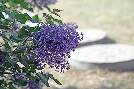 新疆哈密,丁香花怒放,满城皆香春意浓