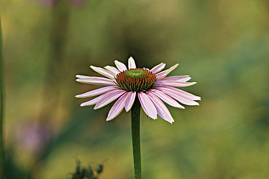 松果菊