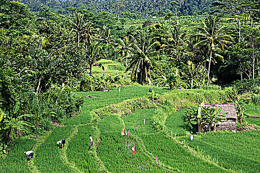 印度尼西亚,巴厘岛,阶梯状,稻田,农民,工作