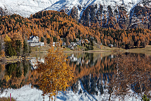 落叶松,反射,湖,秋天,圣莫里茨,地区,恩格达恩,瑞士