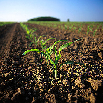 农业,地点,早,生长,谷物,玉米,农作物,四个,叶子,安大略省,加拿大