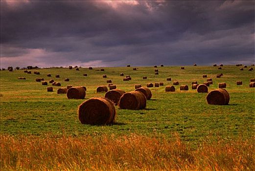 干草包,地点,乌云,靠近,卡尔加里,艾伯塔省,加拿大