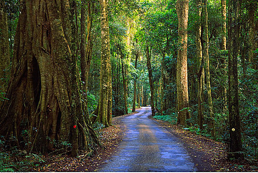 道路,雨林,国家公园,昆士兰,澳大利亚