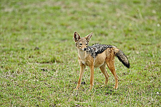 黑背狐狼,黑背豺,塞伦盖蒂国家公园,坦桑尼亚