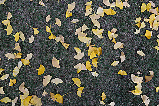 秋天的金黄色落叶