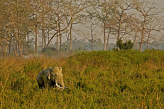 亚洲,亚洲象,象属,草地,卡齐兰加国家公园,阿萨姆邦,印度