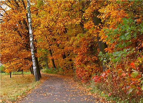 秋天,道路