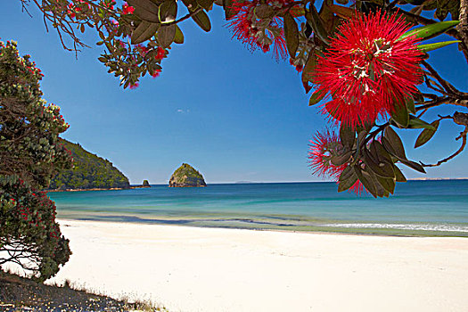 树,开花,新,海滩,科罗曼德尔,半岛,北岛,新西兰