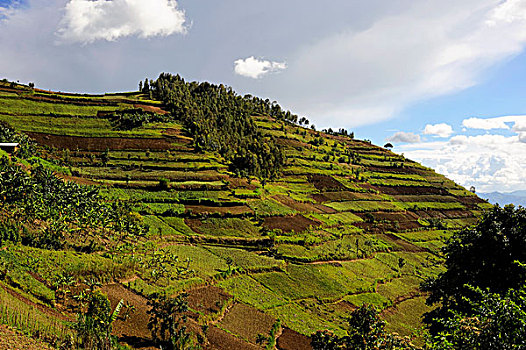 卢旺达,区域,山坡,梯田