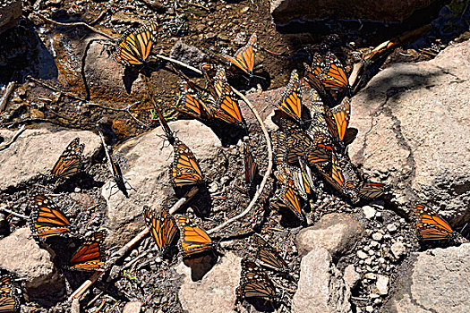 黑脉金斑蝶,喝,罗萨里奥,生物保护区,米却阿肯州,墨西哥,北美