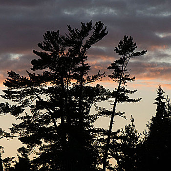 剪影,树,日落,湖,木头,安大略省,加拿大