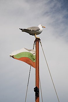 海鸥,桅杆,内塞巴尔,省,黑海,保加利亚