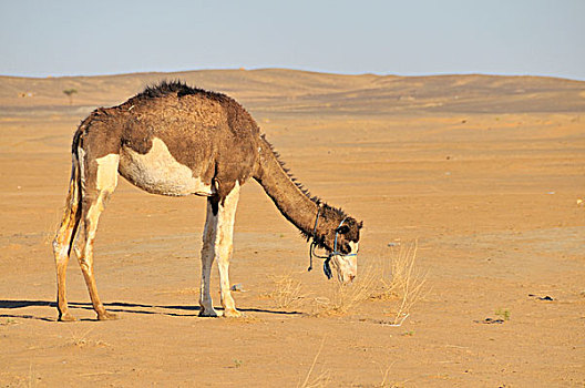 单峰骆驼,沙子,沙丘,摩洛哥,非洲