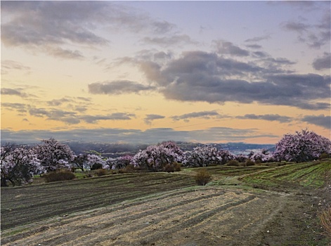 野桃花观赏圣地索松村