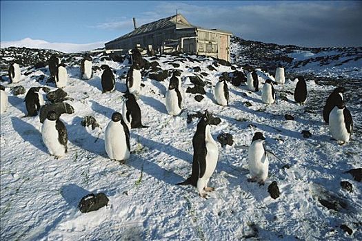 阿德利企鹅,栖息地,户外,小屋,岛屿,南极