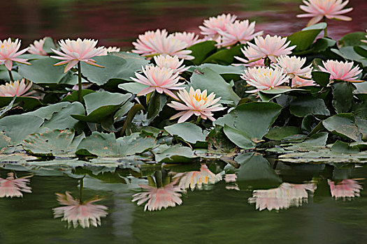 美丽花