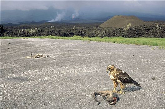 加拉岛鵟,雌性,鬣蜥蜴,火山,背景,费尔南迪纳岛,加拉帕戈斯群岛,厄瓜多尔