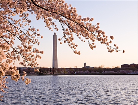 樱花,华盛顿纪念碑